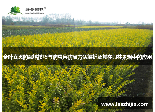 金叶女贞的栽培技巧与病虫害防治方法解析及其在园林景观中的应用